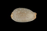 藏品(雞皮寶螺)的圖片